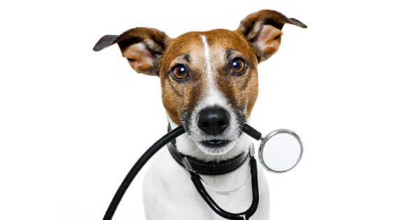 The History Of Pet Insurance