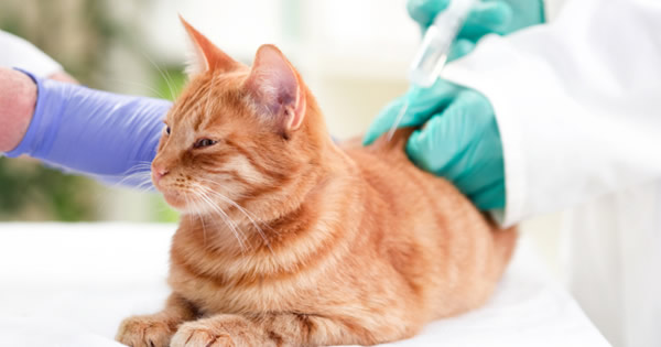 What You Need To Know About Pet Vaccination