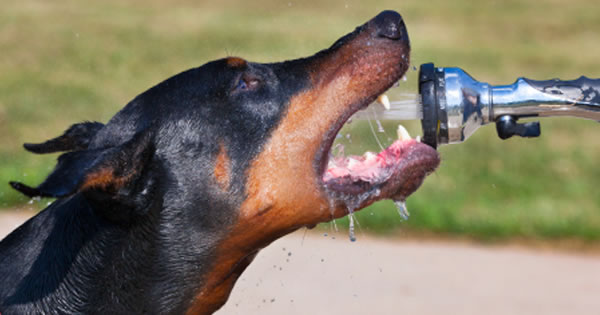 Dog Dehydration Symptoms And Treatment
