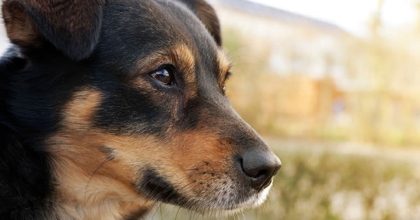 Dog Dementia Symptoms And Treatments