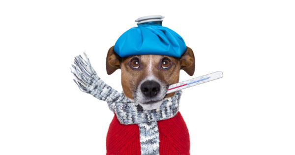 How To Take Your Dogs Temperature