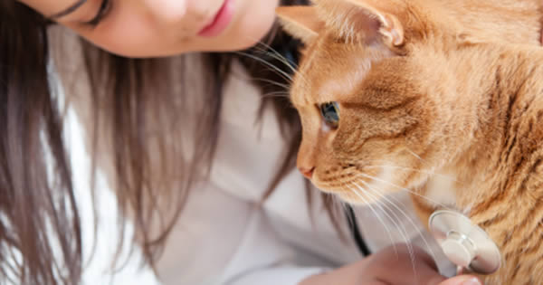 Feline Dementia Symptoms And Treatments