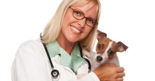 Find The Right Veterinarian For You And Your Pet