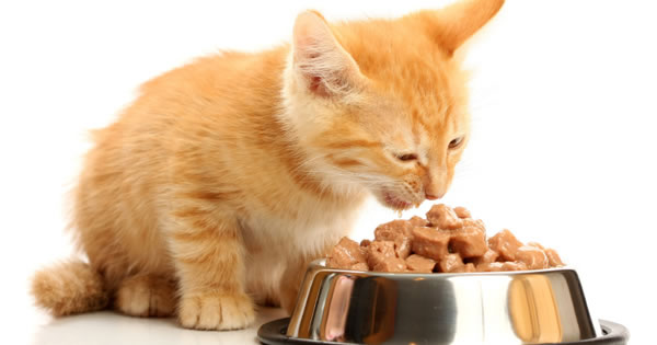 5 Foods Your Cat Should Never Eat