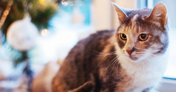 Pet Proofing Your Decorations For Christmas