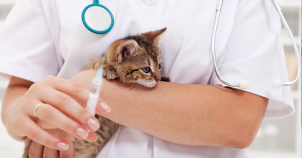 Prevent Pet Diseases With Vaccinations
