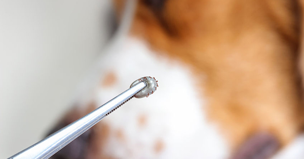 How To Remove A Tick From A Dog