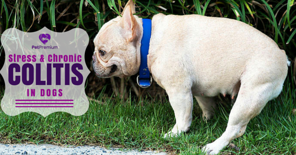 Stress Colitis In Dogs