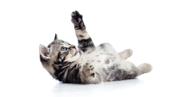 Pet Care Nutrition Choose The Best Cat Food - PetPremium