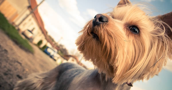 Best Natural Flea Control For Dogs