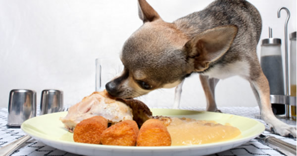 Best Pet Safety Tips For Thanksgiving