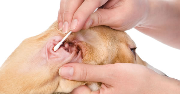 Dog Ear Infection Treatment
