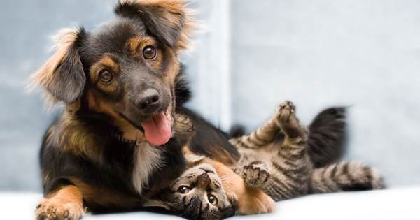 Dog Insurance And Cat Insurance Differences