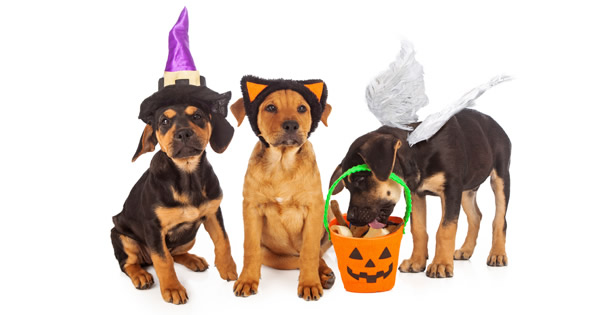 Halloween Safety For Pets