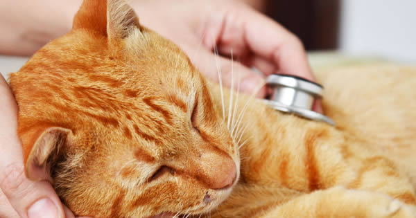 Prevention Of Heartworms In Cats