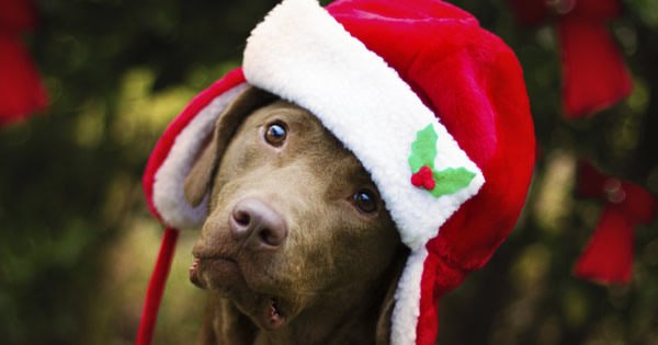 Holiday Plants That Are Poisonous To Pets