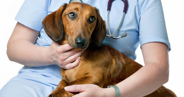 Intervertebral Disc Disease In Dogs Your Pets Recovery
