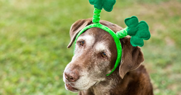 Pet Safety Tips St Patricks Day