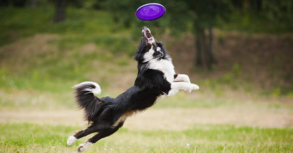 The Most Active Dog Breeds