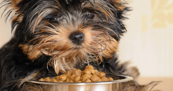 Understanding Organic Dog Food