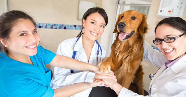 All About Cancer In Dogs