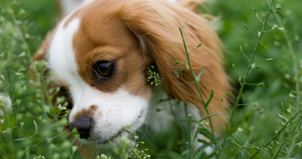 Poisonous Plants For Dogs