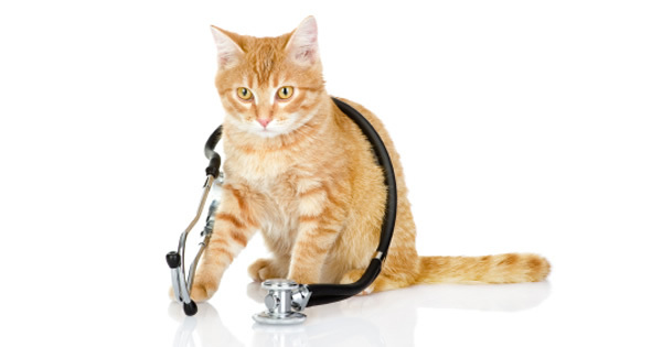 Upper Respiratory Infection In Cats