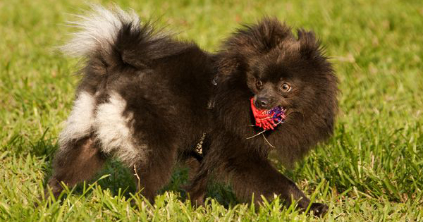 Is The Black Pomeranian A Mixed Breed