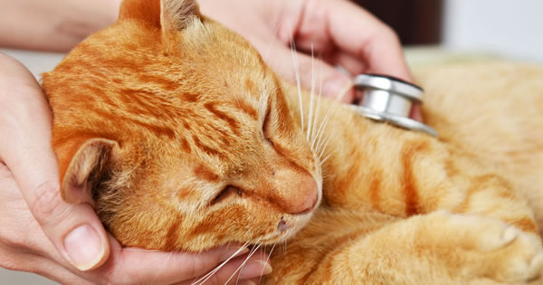 Poison Control For Cats
