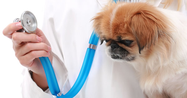 Poison Control For Dogs