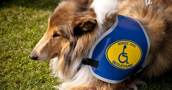 Dogs On Duty Why You Should Never Pet A Service Dog
