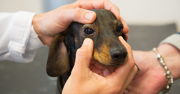 Three Basic Eye Health Tests For Pets