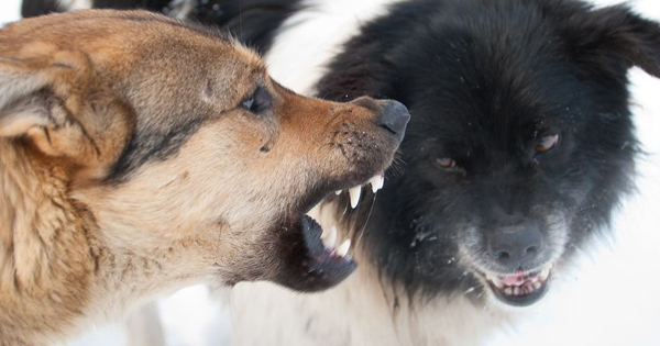 How Dog Bites Are Affecting People