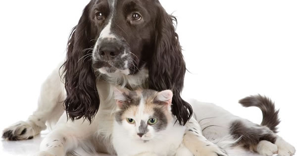 Pet Care Training How To Introduce A Kitten To A Dog - PetPremium