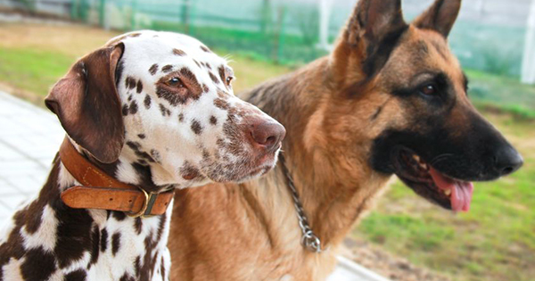Tick Borne Diseases In Dogs