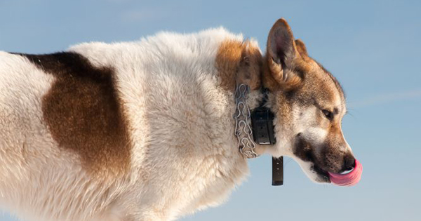 Shock Collars For Dogs To Use Or Not To Use