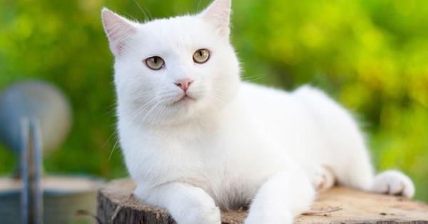 Treatment Options For Hyperthyroidism In Cats