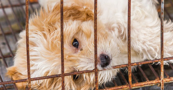 What Is A Puppy Mill