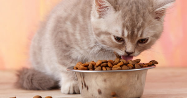 What To Feed Kittens