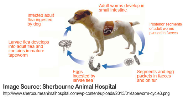 Pet Care Health Conditions Tapeworms - PetPremium