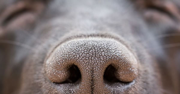 Nose Discharge In Pets
