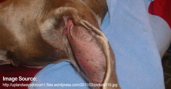 Swelling Of The Ear Flap
