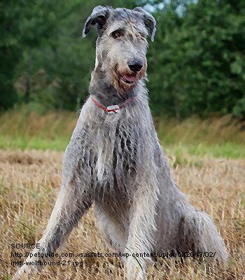 Great Wolfhound