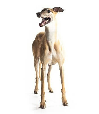 Greek Greyhound