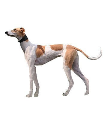 Hungarian Greyhound
