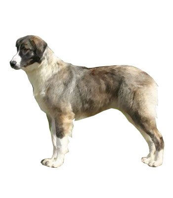 Romanian Shepherd Dog